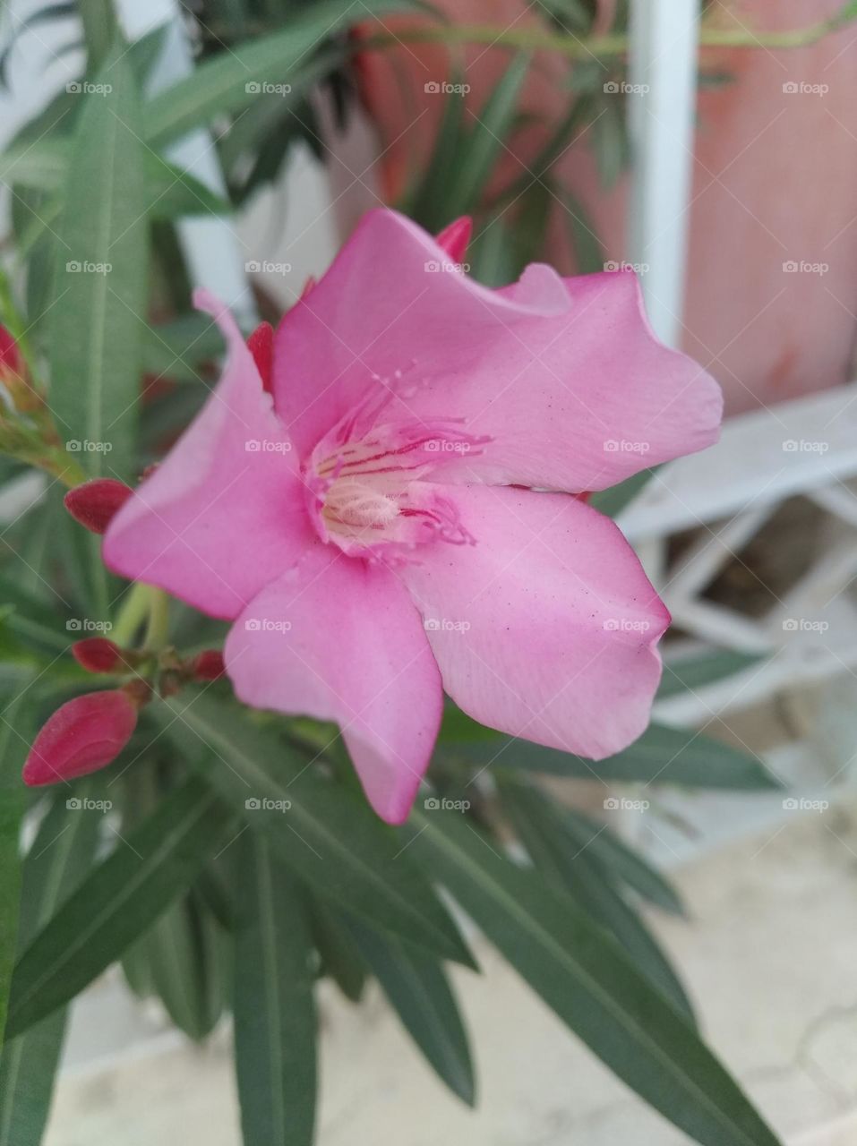 light pink flower seasonal fresh shurb small size looks very beautiful generally found everywhere seasonal