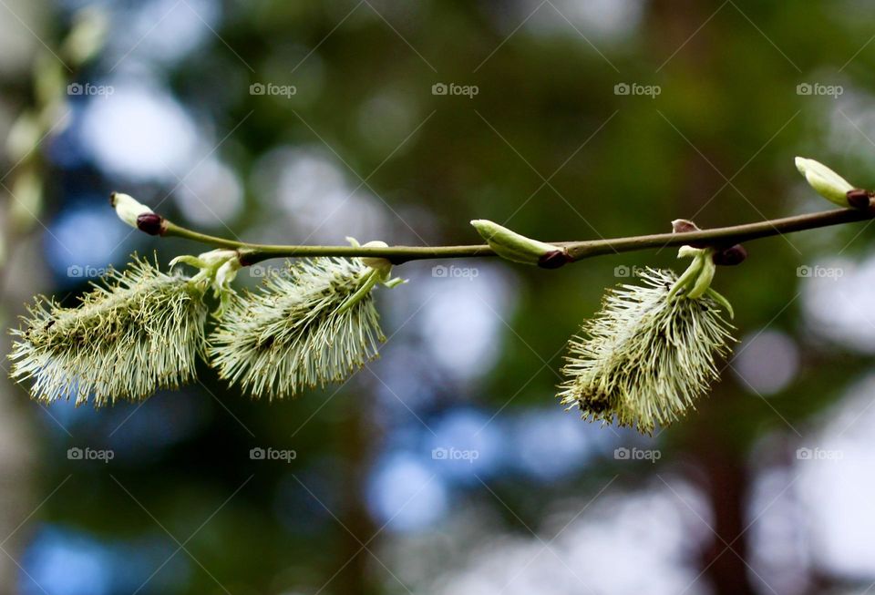 Wonders of spring, pussy willow