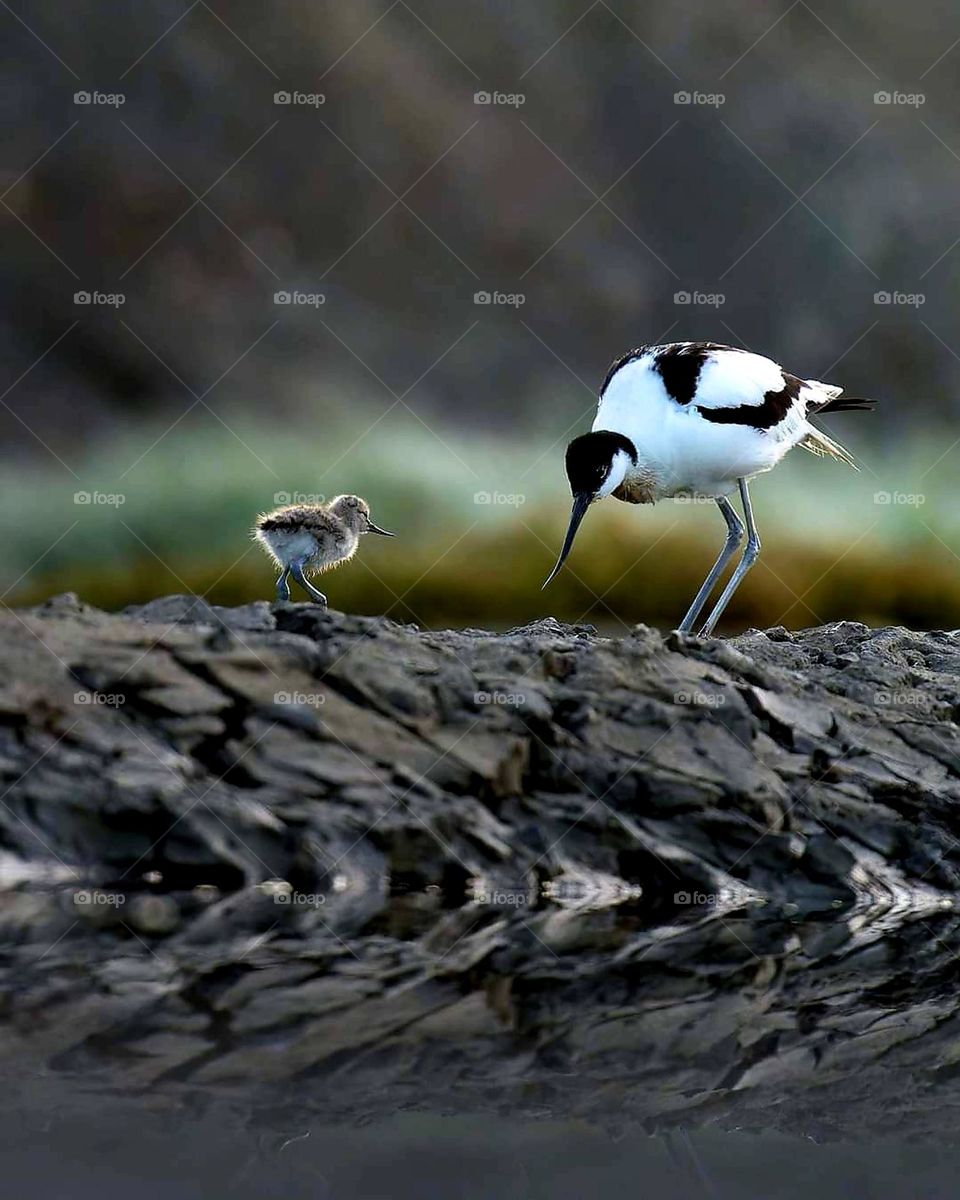 Close up on an Avocet and her chick which seem to be having a mother & child chat on the edge of the pond in Sarzeau