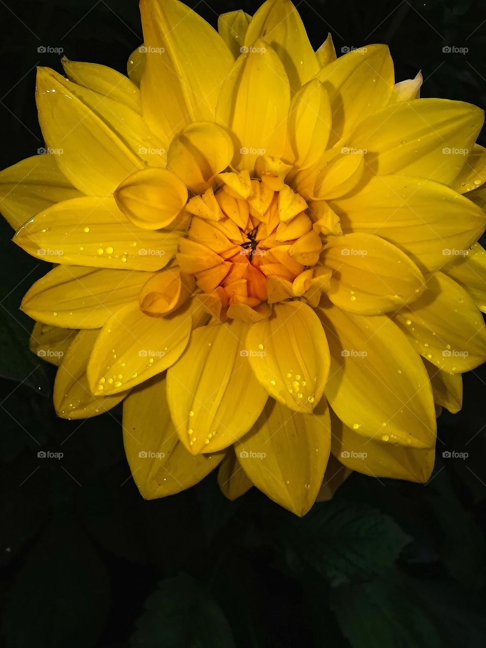 photography of flowers