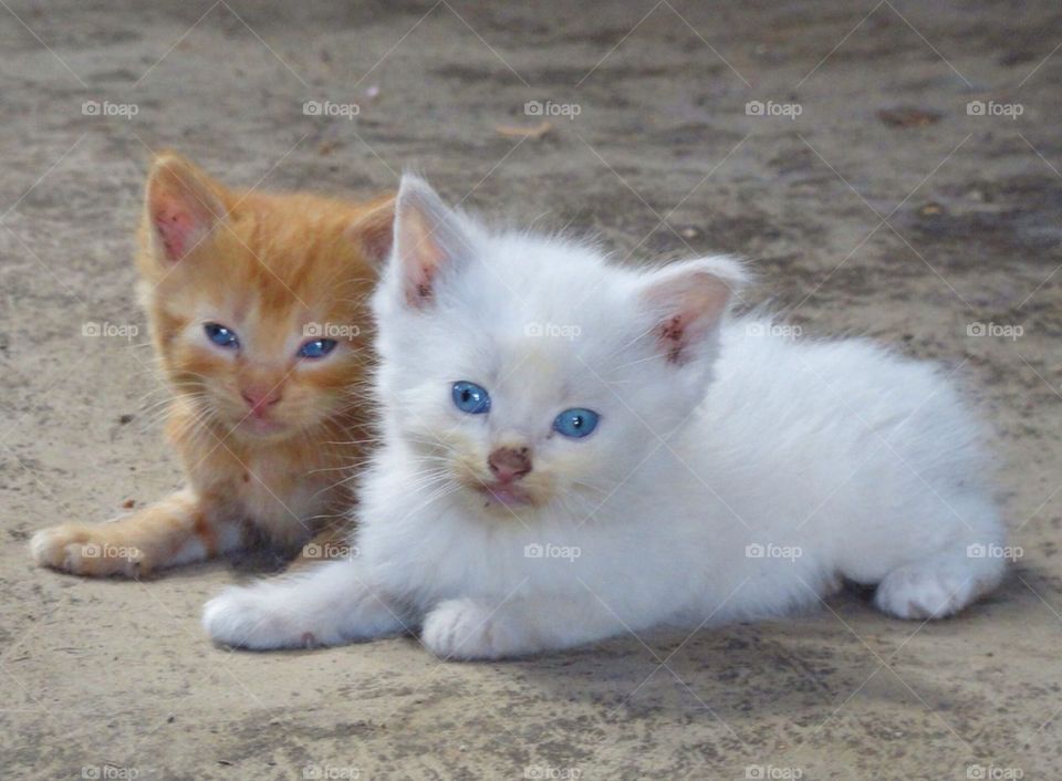 Kittens 2