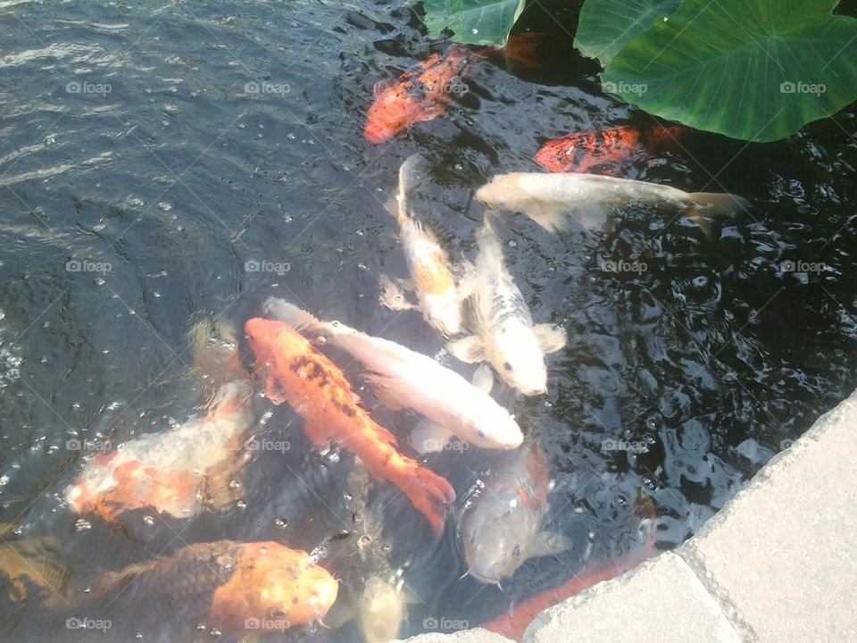 Koi