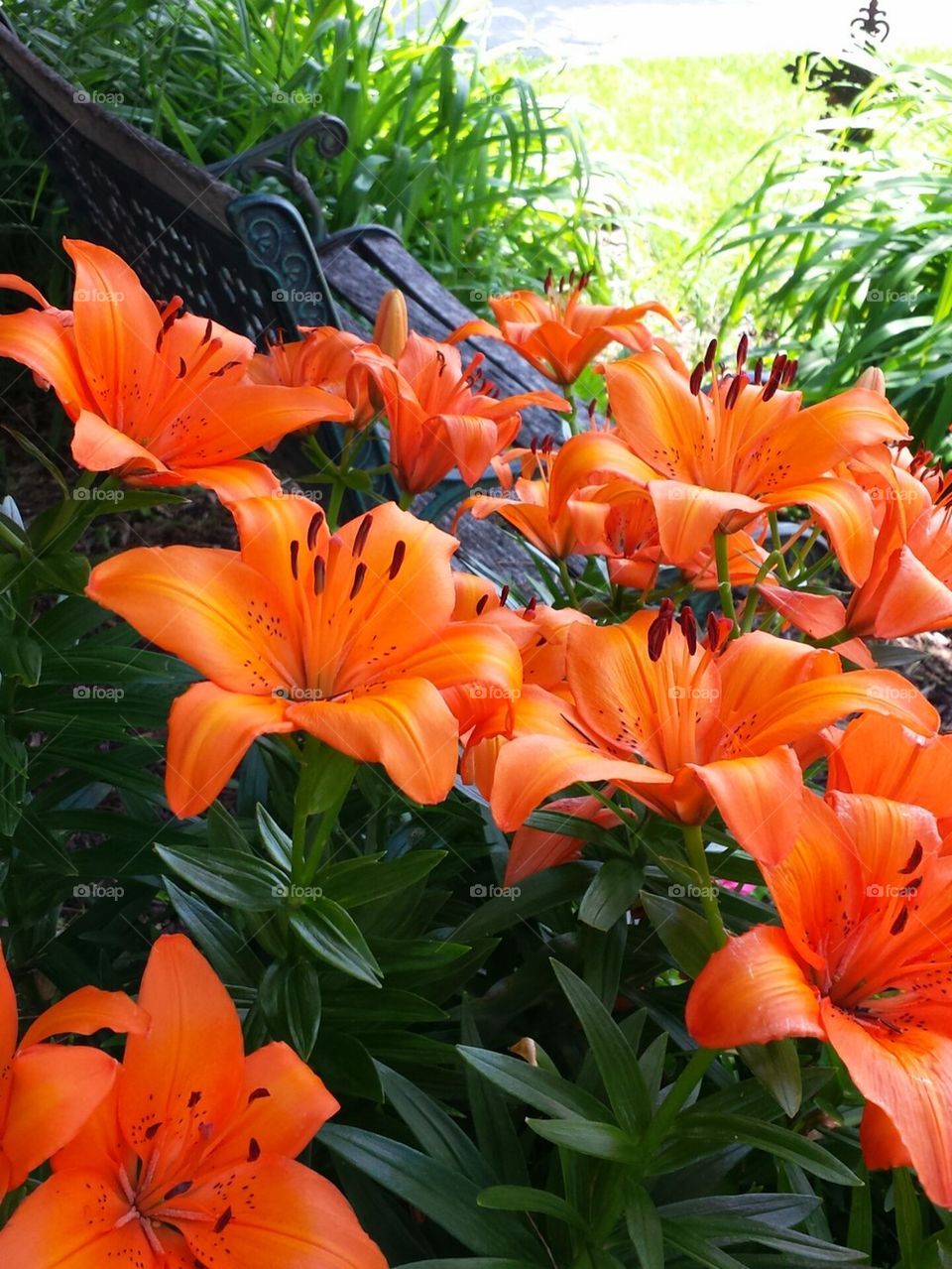 Lilies in the Garden