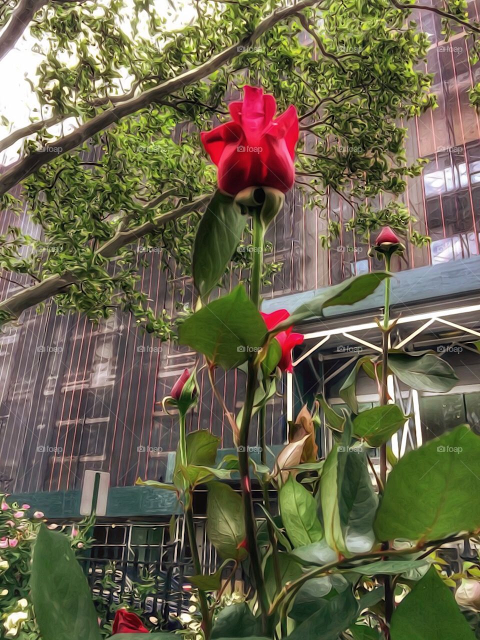 Nature/Landscape, Red Rose - Dewitt Clinton Park, Manhattan, New York City. Instagram,@PennyPeronto