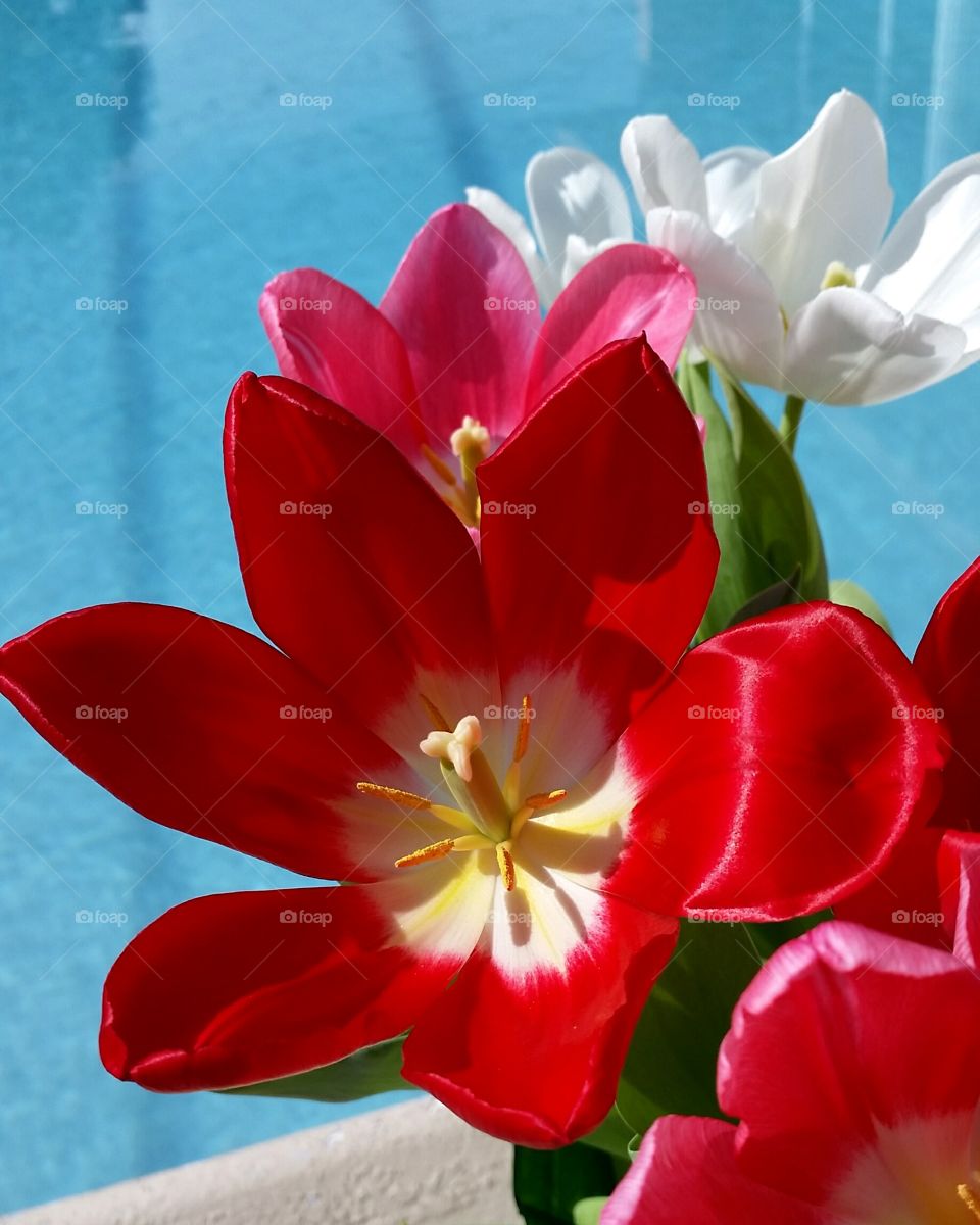 Flowers blooming near swimming pool