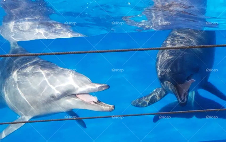 funny dolphins