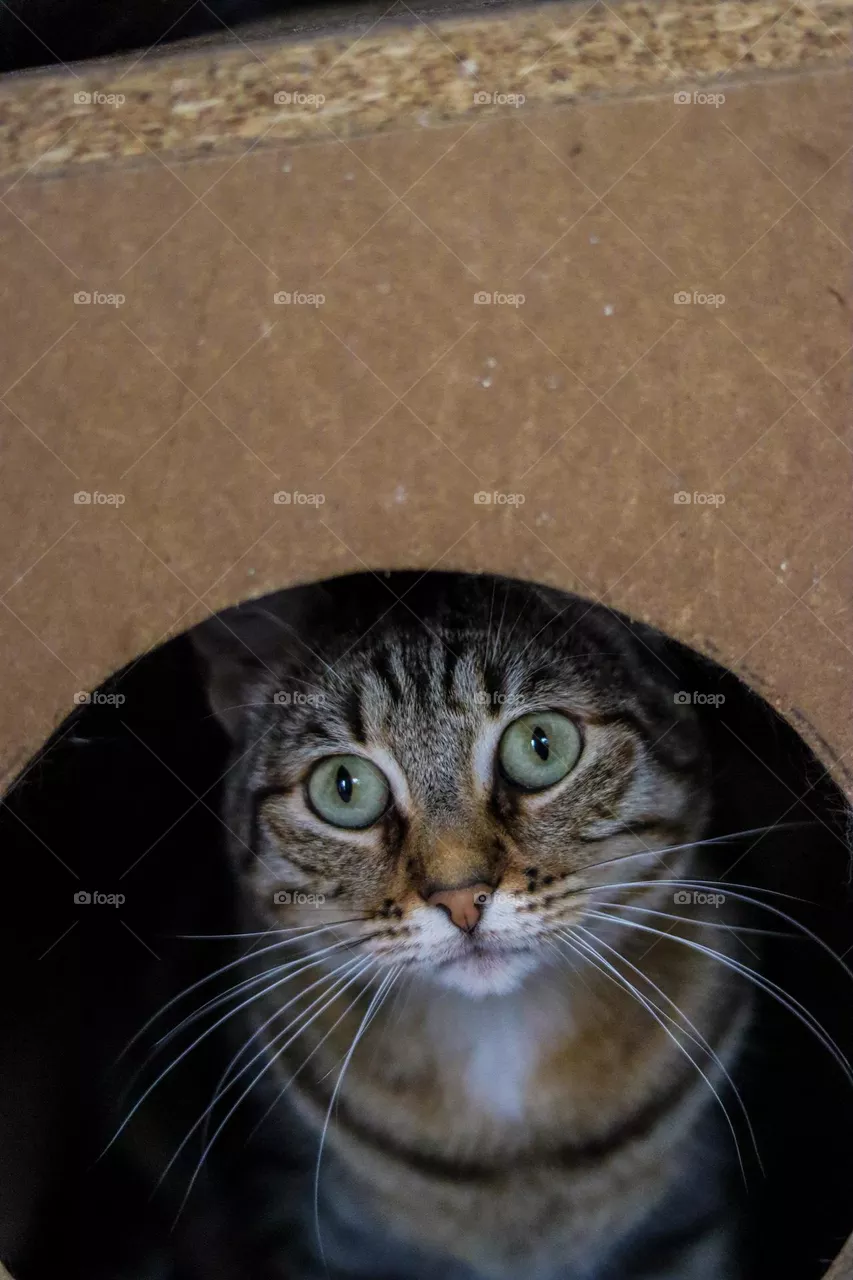 Gato encerrado 