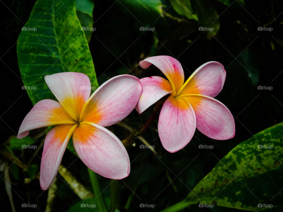 Dramatically beautiful plumeria 