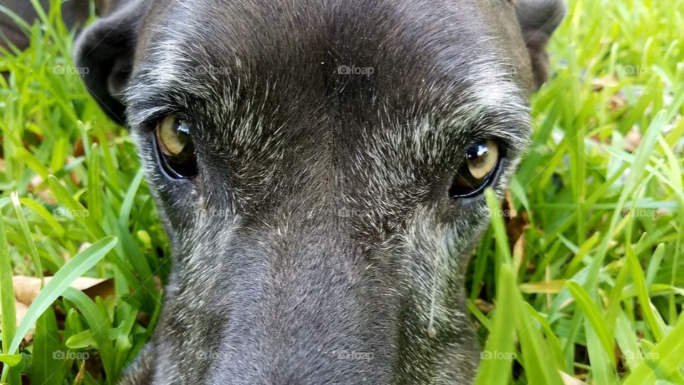 Lacey the Great Dane Eyes