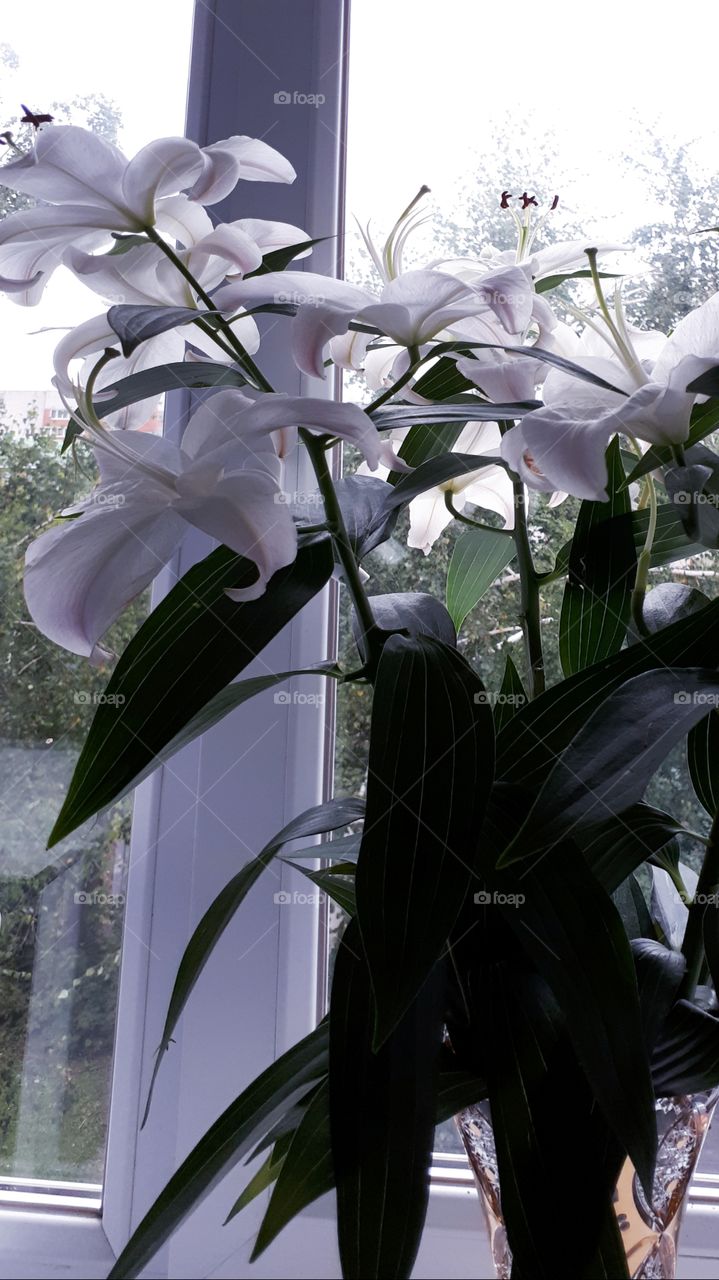 Luxurious bouquet of lilies with a vase