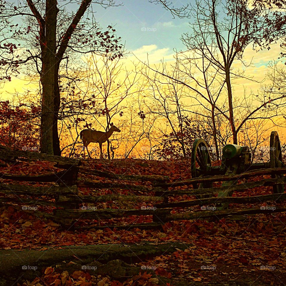 Deer at Kennesaw Mountain Battlefield . A civil war cannon is also in the picture. 