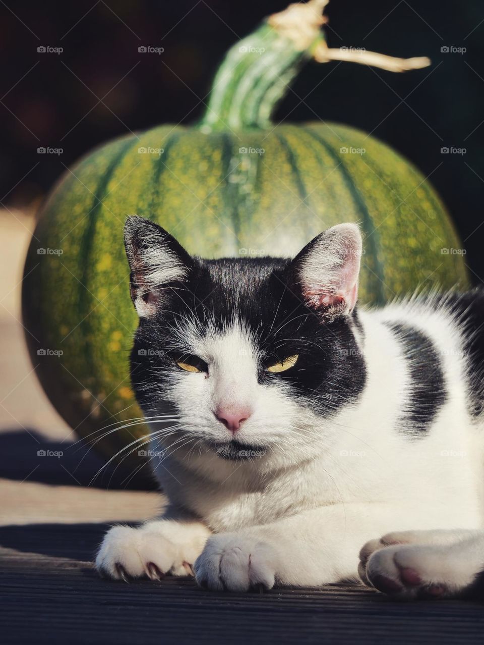 Cat and pumpkin