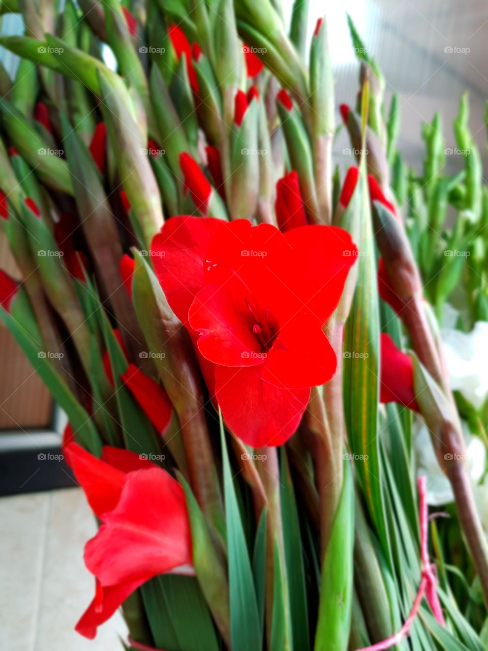 linda flor roja