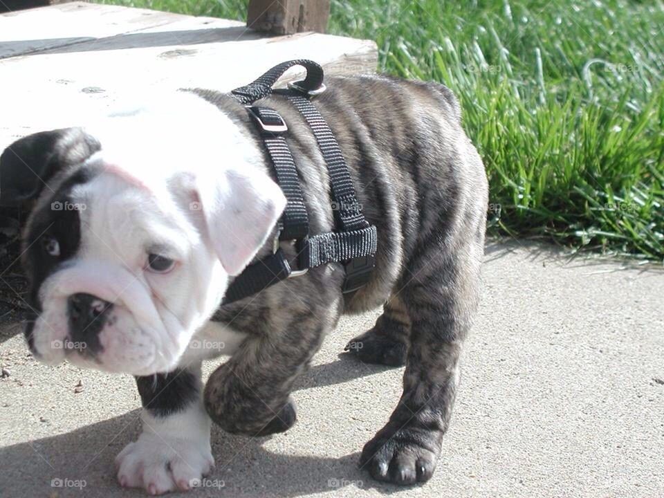 Bulldog