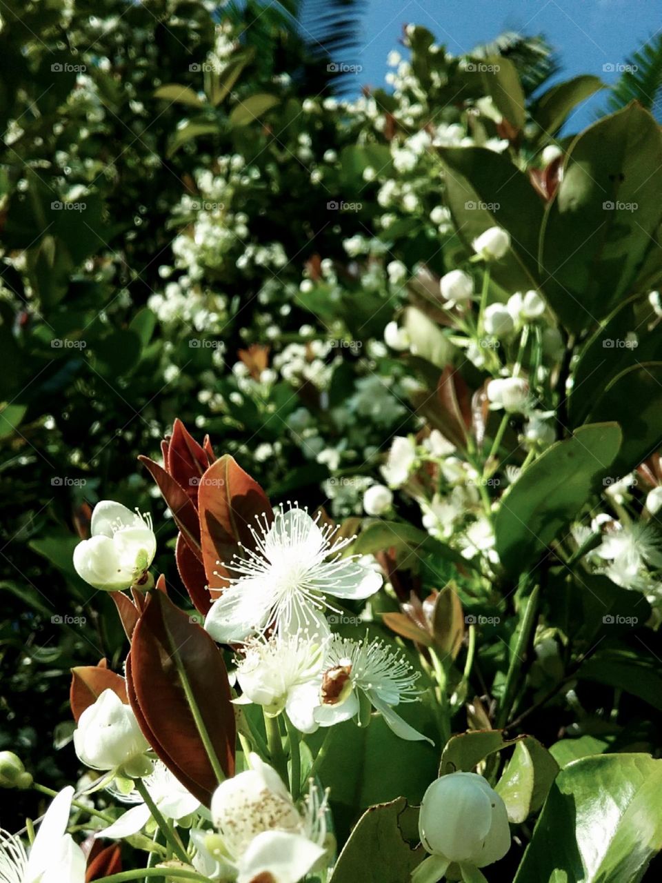 Florindo para frutificar.