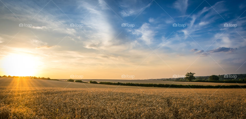 wheat field sunset. sun setting over British wheat fields in summer