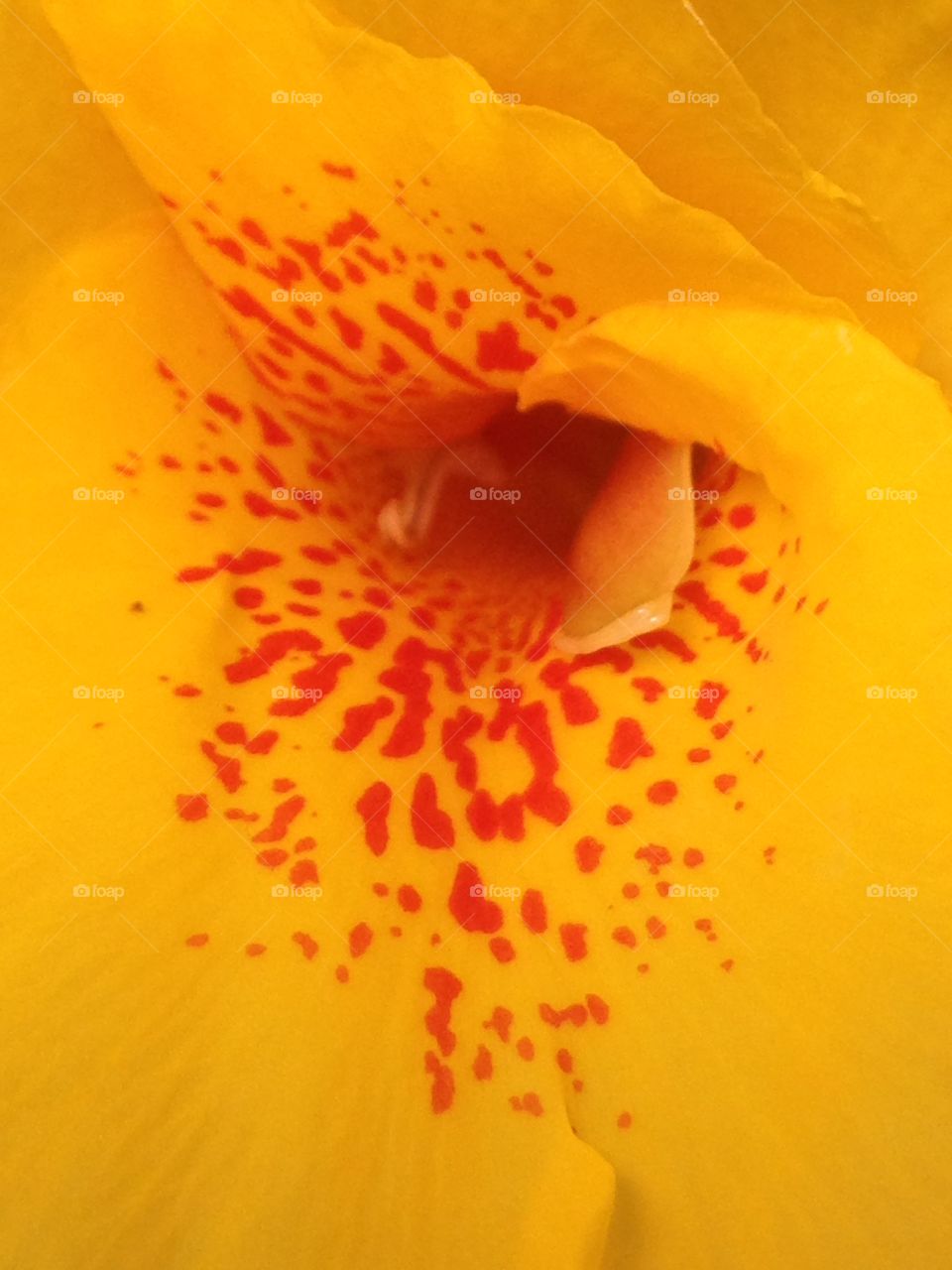 Canna lily  flower up close 