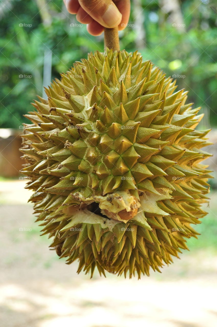 a bursting durian fruit