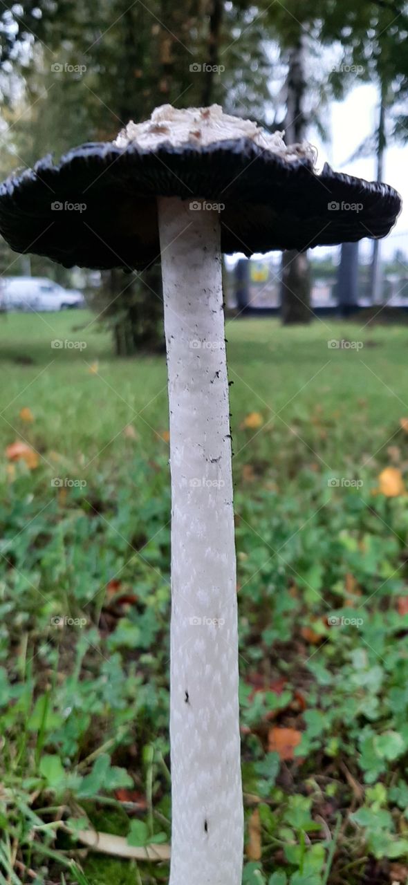 tall mushroom on the grass