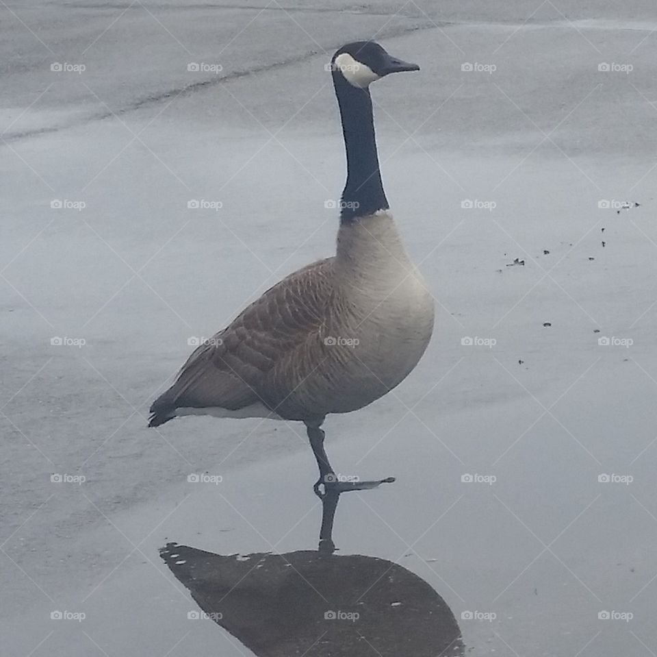 Watching over a Flock