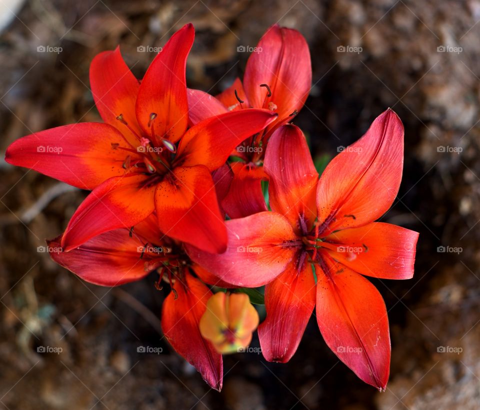 Beautiful "red"  flowers