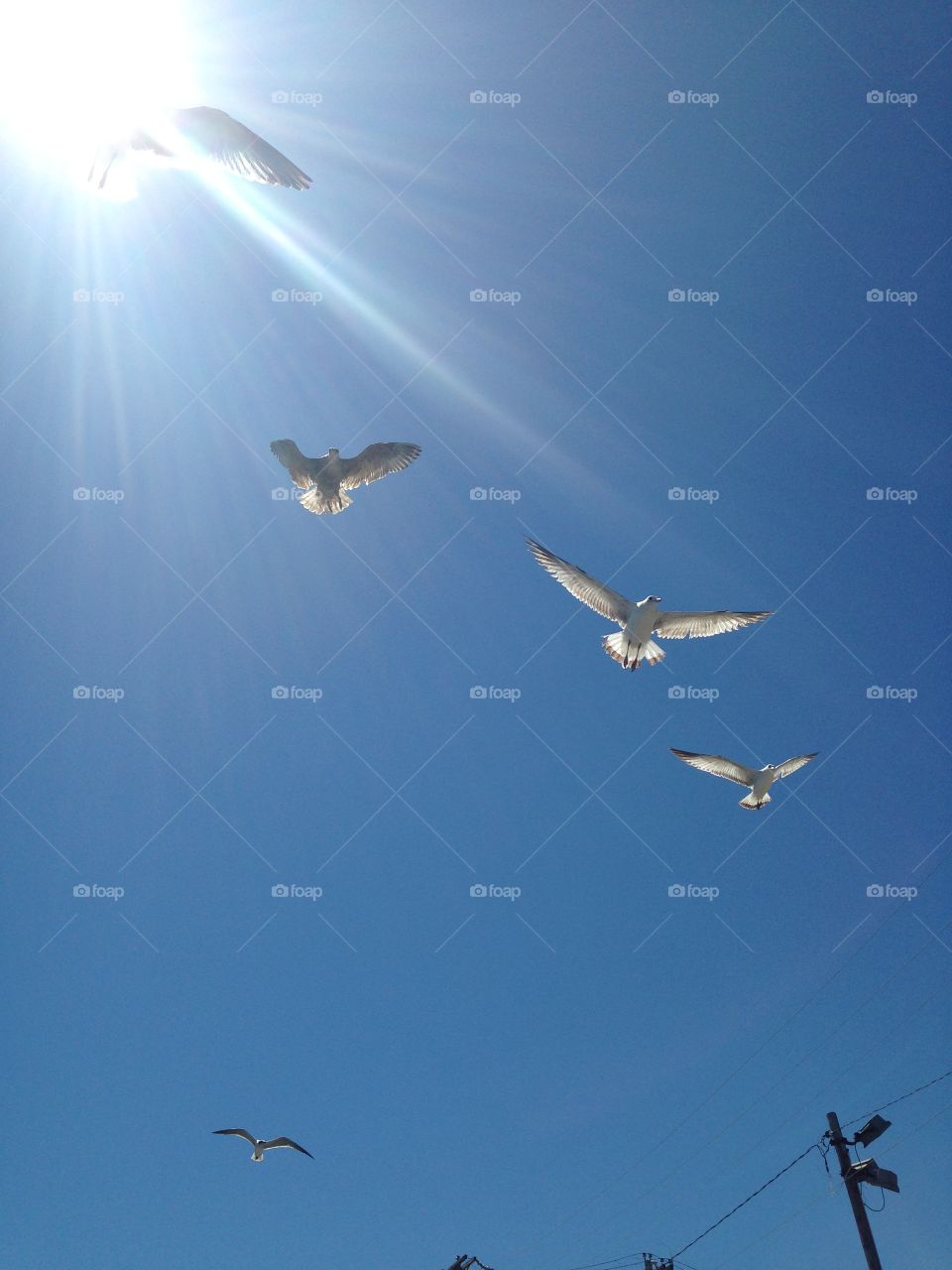 Seagulls against Carolina blue sky