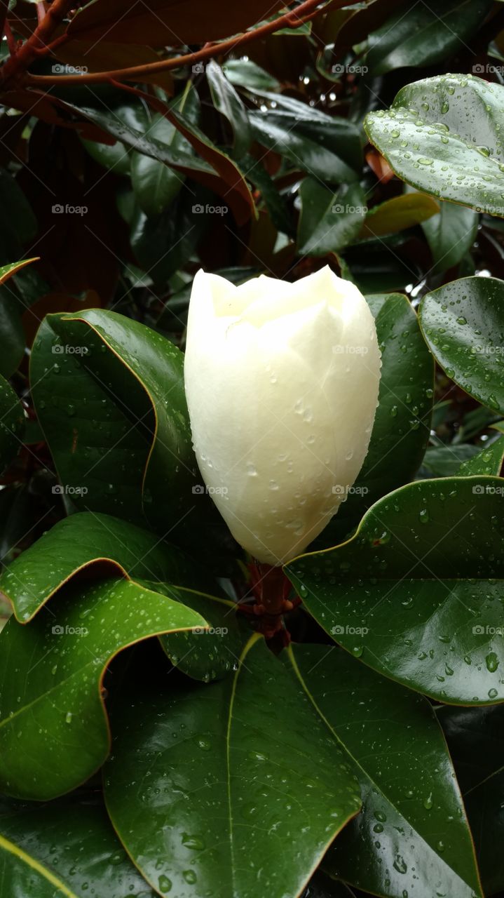 magnolia flower