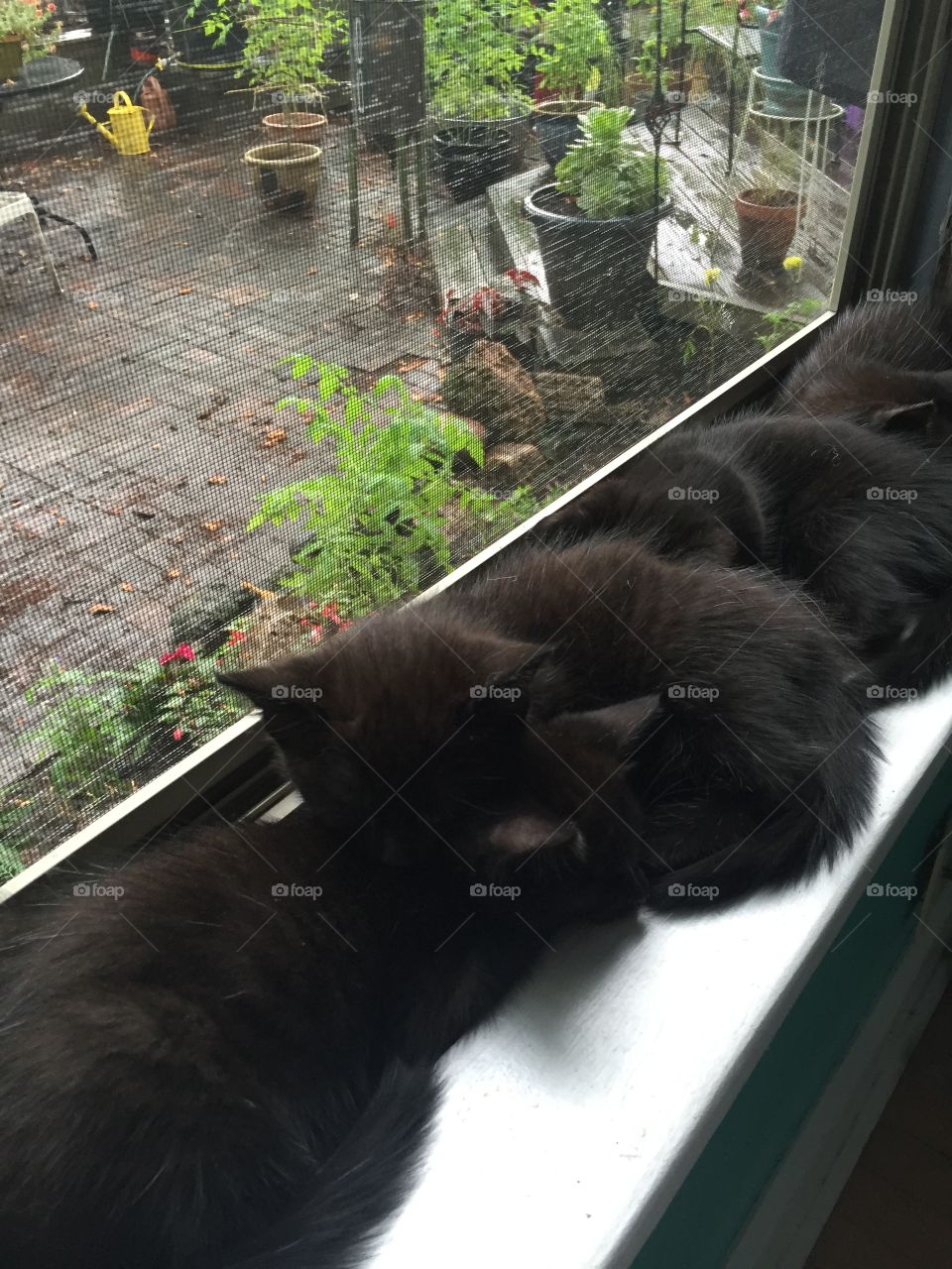 Window kittens