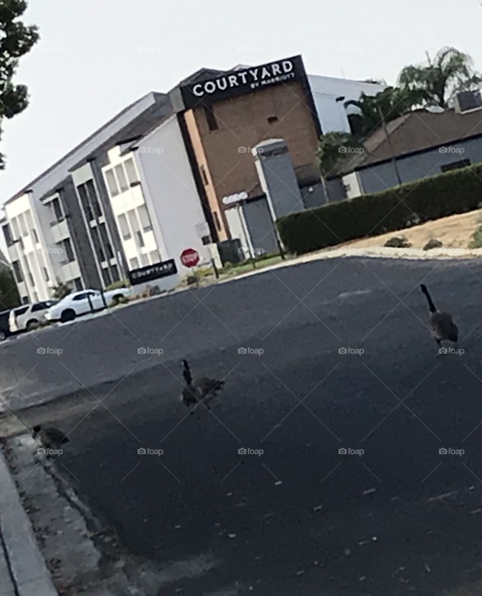 Four geese are walking together to the hotel.