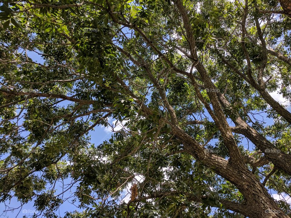 underneath a pecan tree