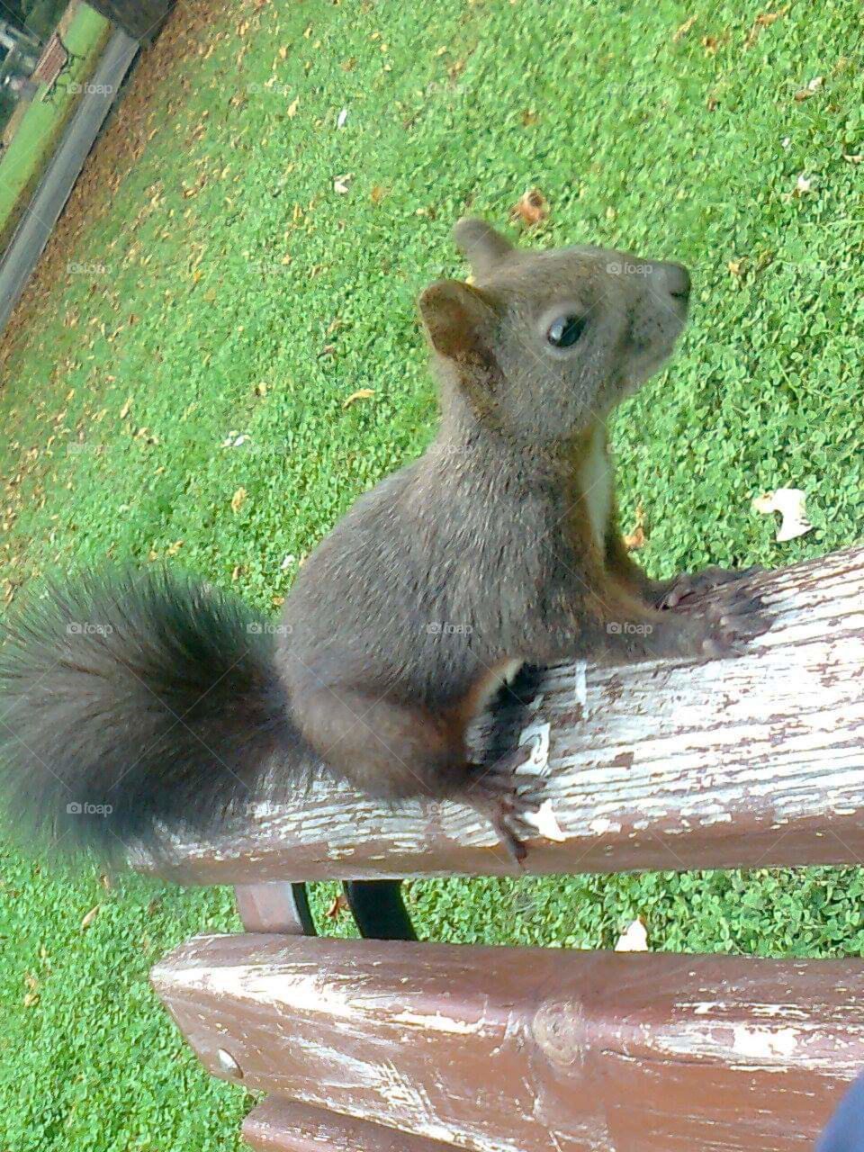 Squirrel for interlocutor on my bench