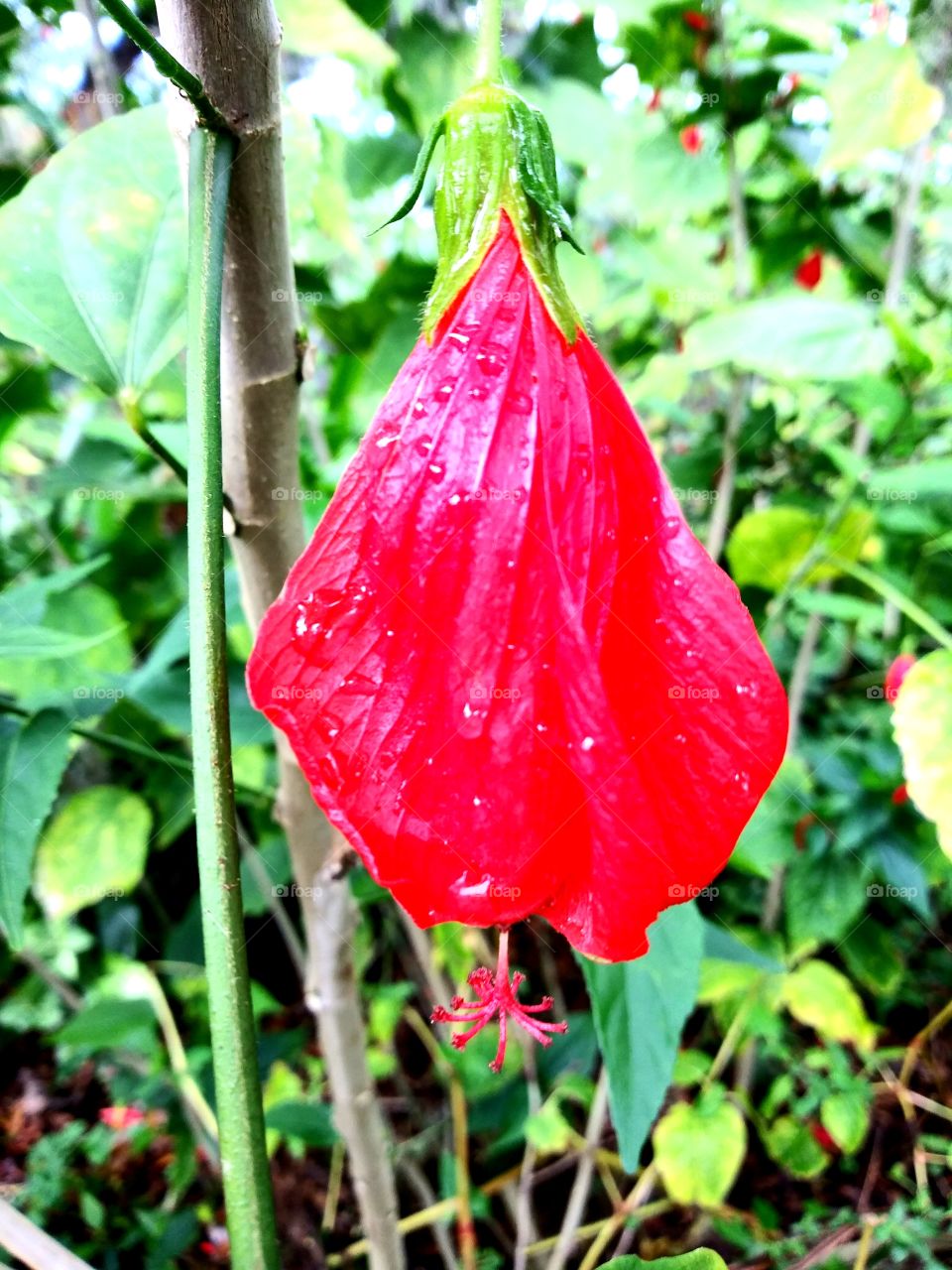 red flower closeup 3d