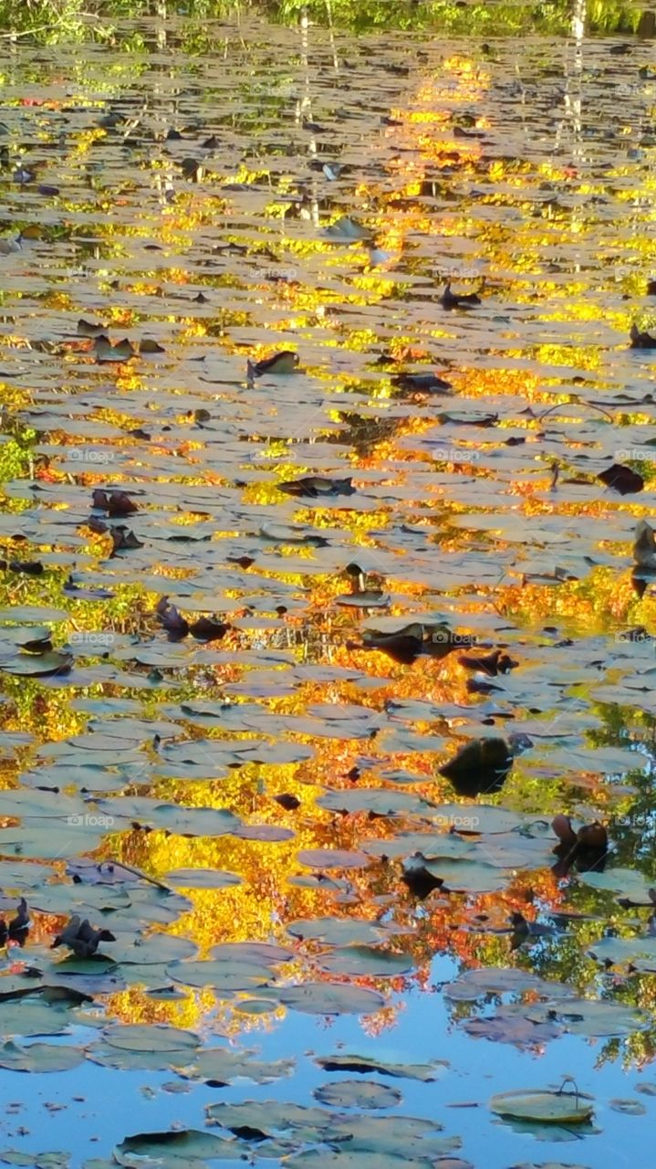 Reflection of The Autumn Leaves