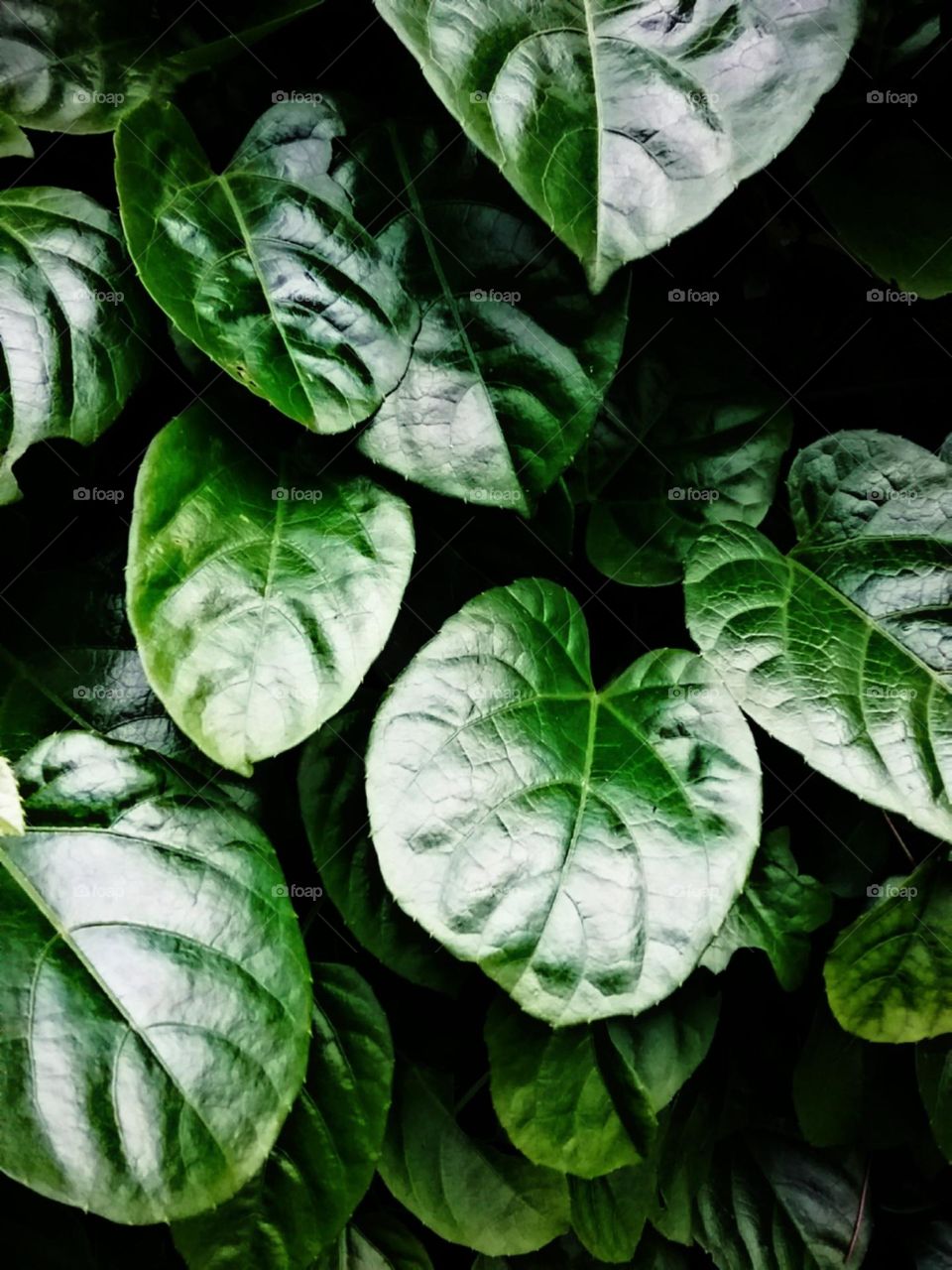 Poderoso Pariparoba. Atividades antioxidantes,  fortalece imunidade, inibe cancer, proteção solar.