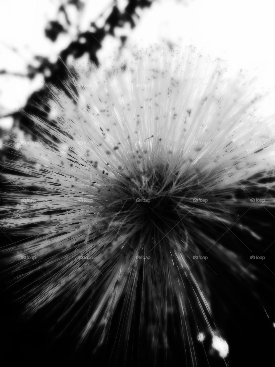 Dandelion flower in black and white 