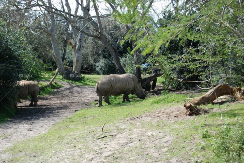 Rhinoceros 
