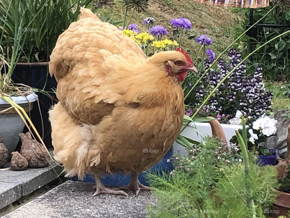 Buff Orpington