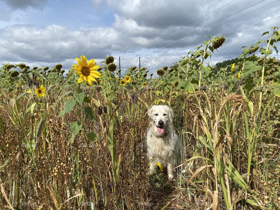 Golden retriever dog and sunflower