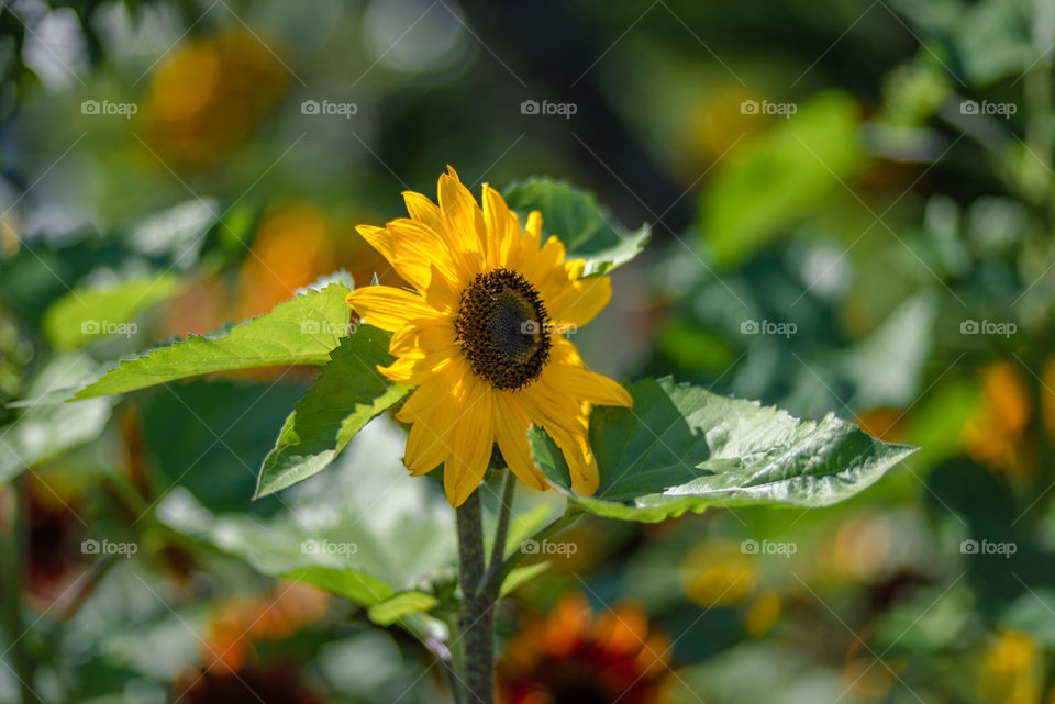 sunflowers bees and bumblebees