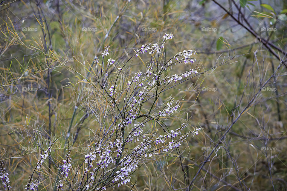 The purple and white wildflowers on the top of the bamboo.