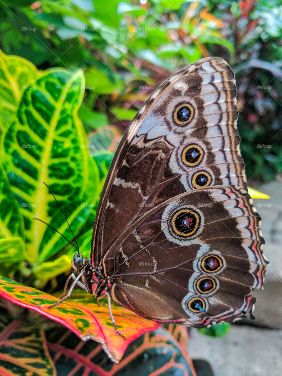 Butterfly, Nature, Tropical, Animal, Wildlife