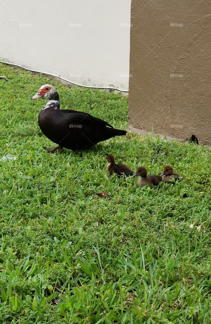 Mama Ducks