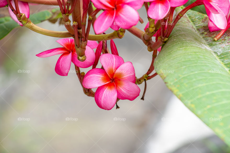 Pink flowers or Plumeria obtusa in garden.