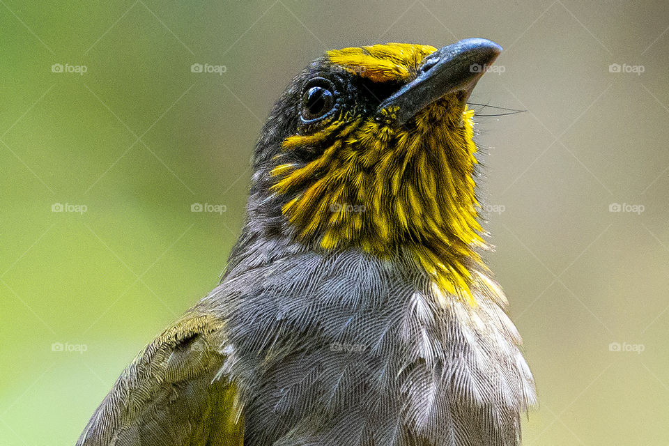 Bird-ID - Stripe-throated Bulbul