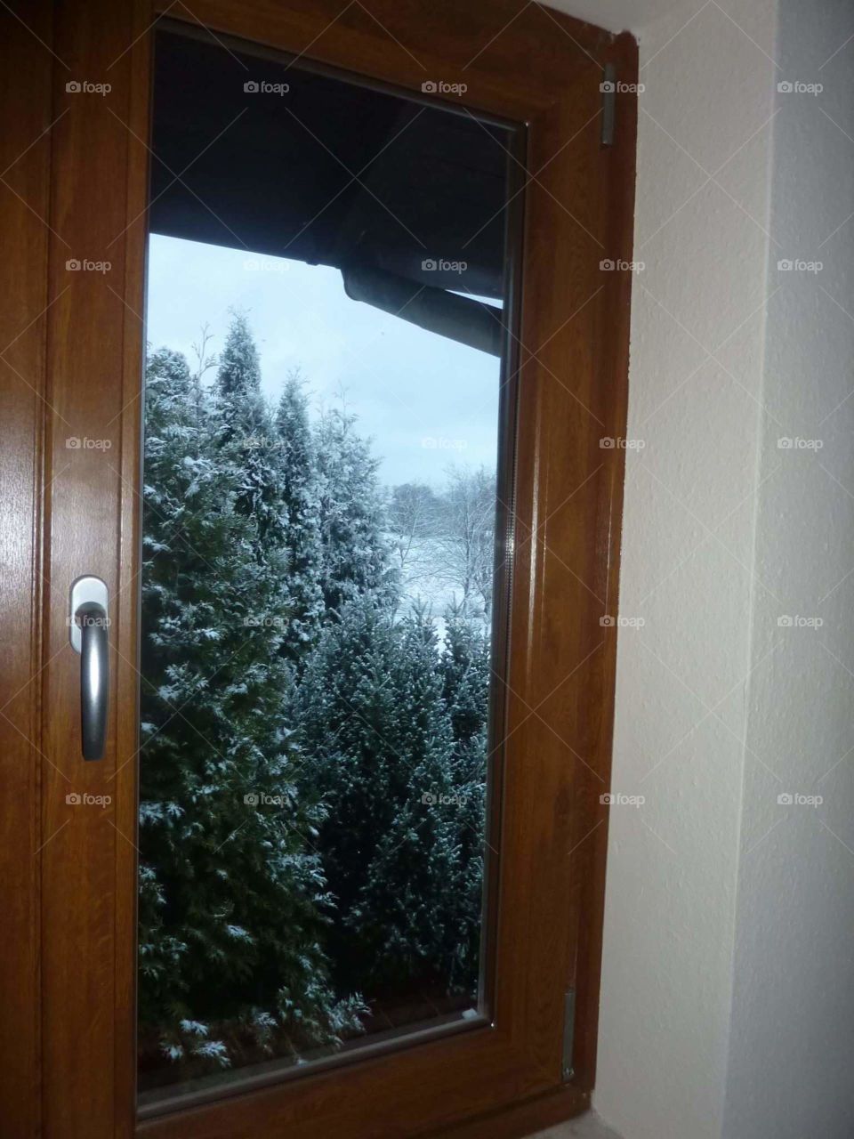 The view of pine tree's winter landscape