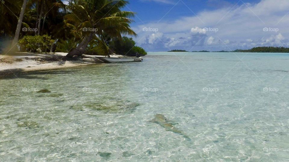 Paradise island with little sharks - Rangiroa, French Polynesia