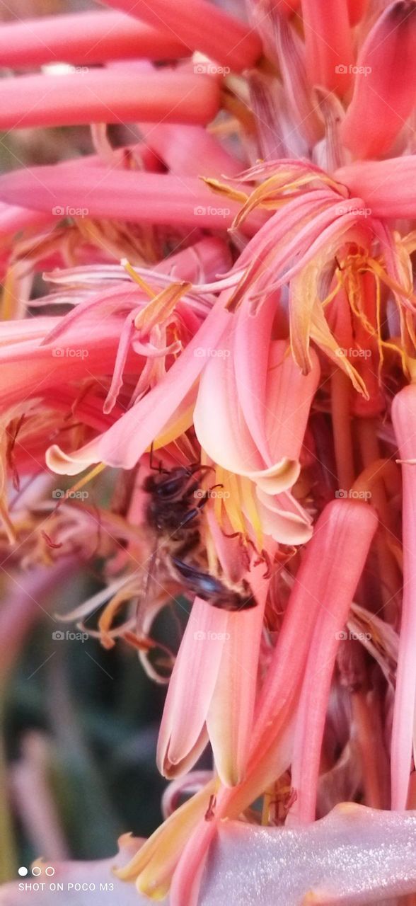 beautiful bee on flowers.