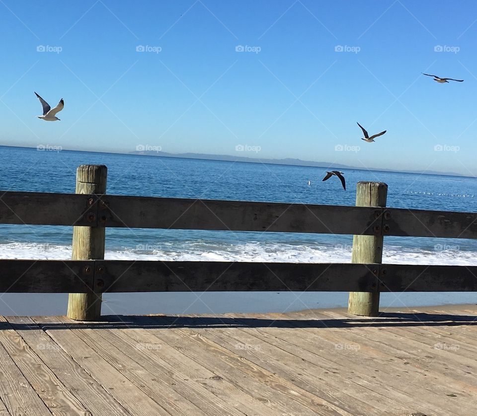 Birds on the Boardwalk
