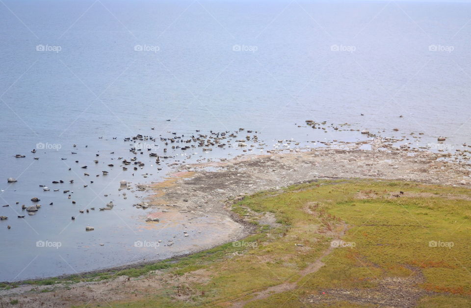 Landscape, Water, Sea, Beach, Bird