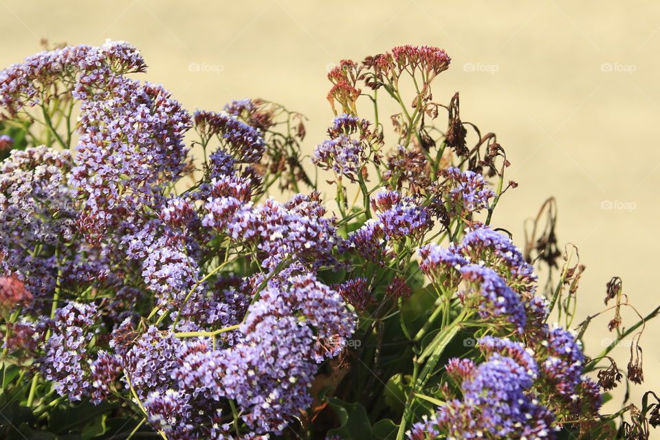 Beach flowers 